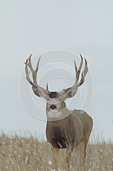Huge Mule Deer Buck