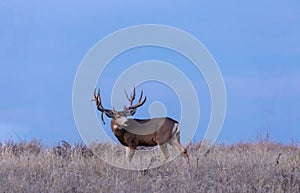 Huge Mule Deer Buck in Rut