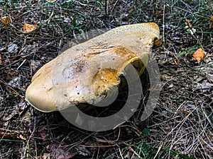 Huge mushroom in the forest