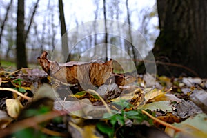 huge mushroom lepista nuda, also clitocybe nuda wood blewit mushroom in the autumn forest day. Mushroomer mushroom in