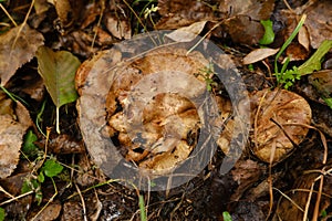 huge mushroom lepista nuda, also clitocybe nuda wood blewit mushroom in the autumn forest day. Mushroomer mushroom in