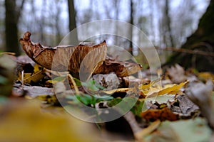 huge mushroom lepista nuda, also clitocybe nuda wood blewit mushroom in the autumn forest day. Mushroomer mushroom in