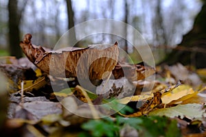 huge mushroom lepista nuda, also clitocybe nuda wood blewit mushroom in the autumn forest day. Mushroomer mushroom in