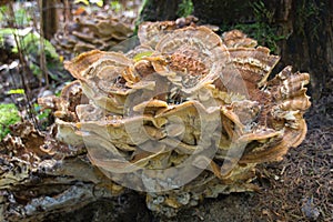 Huge mushroom on an old tree stump