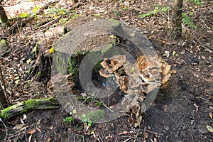 Huge mushroom on an old tree stump
