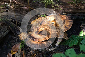 Huge mushroom on an old tree stump