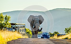 Huge and musth African elephant Loxodonta Africana road block in Kruger national park