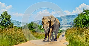 Huge and musth African elephant Loxodonta Africana road block in Pilanesberg national park