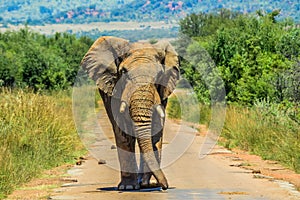 Huge and musth African elephant Loxodonta Africana road block in a South African game reserve