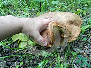 Huge Mutant Mushroom