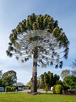 Bunya Tree Native to Australia