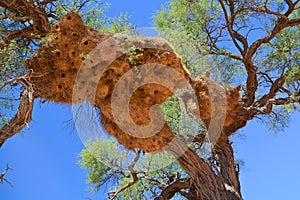 Huge nest of the The sociable weaver