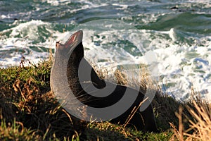 Huge New Zealand seal with open mouth