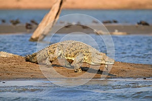 Huge Nile crocodile, Crocodylus niloticus, running from beach into water, front view from water surface. Kariba Lake, Zimbabwe