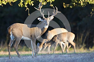 A huge non typical Boone and Crockett whitetail buck during the rut