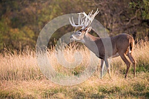 Huge non-typical whitetail buck