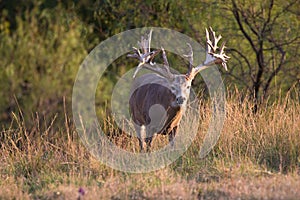 Huge non-typical whitetail buck coming out of brush