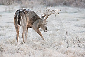 Huge non-typical whitetail buck starting to make a scrape