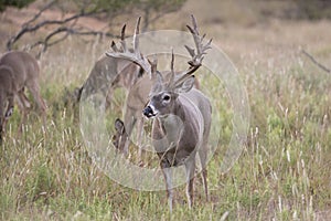 Huge nontypical whitetail buck in early fall photo