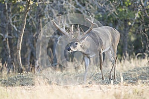 Huge nontypical whitetail buck with head down photo