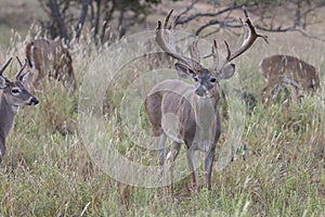 Huge Nontypical Whitetail Buck photo
