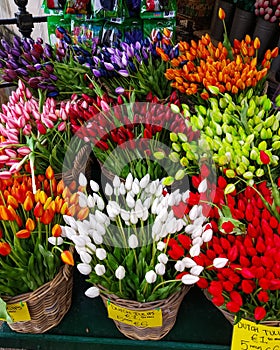 A huge number of colorful tulips in the shops of Amsterdam.