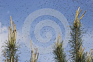A huge number of mosquitoes against a cloudy sky above the shoots of pines. Swarm of gnats. The mating season in mosquitoes