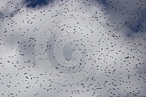 A huge number of mosquitoes against a cloudy sky. Swarm of gnats. The mating season in mosquitoes