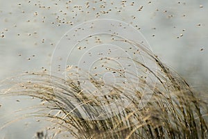 A huge number of mosquitoes chironomids fly in the air in spring