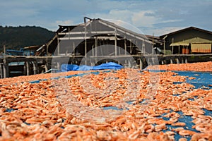 A huge number of shrimps dried under the tropical sun in Thailand