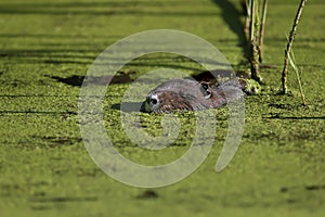 Huge The nutria (Myocastor coypus)