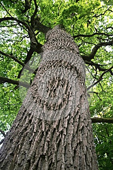 Obrovský dub strom 