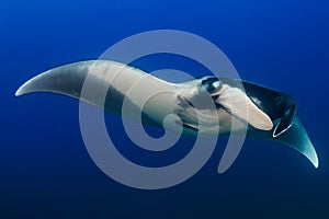 Huge Oceanic Manta Ray Manta birostris in a blue tropical ocean Andaman Sea photo