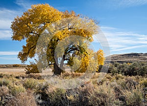 Huge old Cottonwood photo