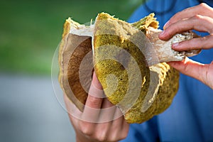 Huge old edible boletus