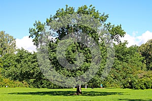 A huge old oak tree against a blue sky with clouds. Behind him, two girls go in for sports