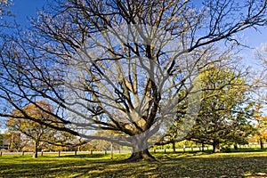 Huge Old Oak Tree in City Park