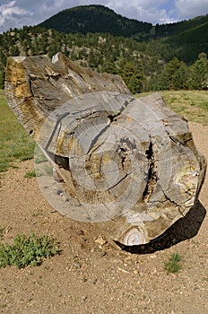 A huge old pine log is shaped into a bench