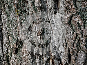 Huge , old poplar tree bark close up shot