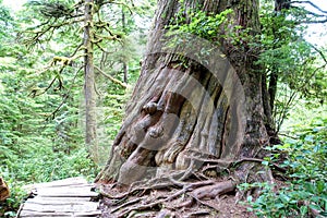A huge old red cedar along the big tree trail on Meares Island, outside Tofino, British Columbia, Canada.