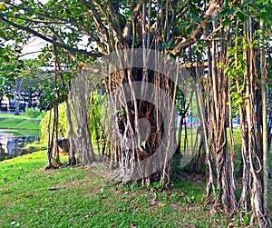 Huge old strangler fig tree