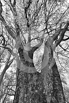 Huge old tree branches in Winter forest