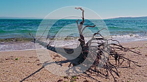 Huge old tree carried to the beach after a storm