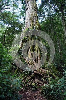 Huge old tree trunk in a tropical rainforest of Panama