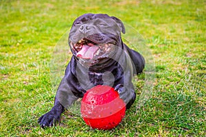 A huge open mouthed smile of delight and happiness on a black Staffordshire Bull Terrier dog