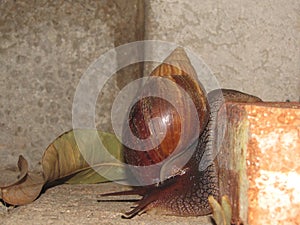 A huge opportunistic snail loosing. photo