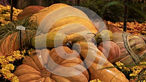 Huge orange Pumpkins in a pumpkin patch