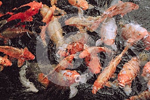 Huge orange, yellow, white carp koi fish swimming above surface in a pond and hunting for food, Tirta Gangga Water Temple