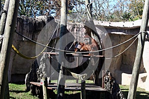 Huge Orangutan in Audubon Zoo