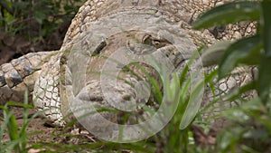 Huge Orinoco Crocodile Lurking Near Pond, Colombia